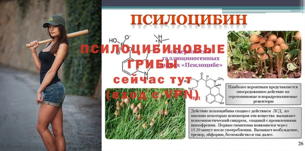 apvp Алзамай