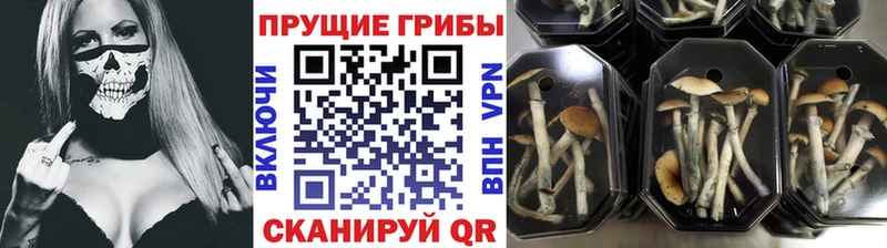 где можно купить наркотик  Гаджиево  Галлюциногенные грибы Psilocybe 